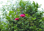 茶花