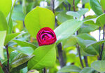 茶花