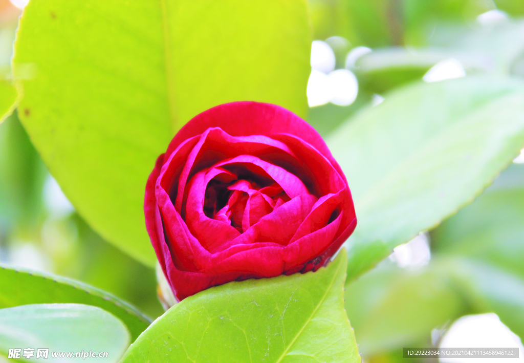 茶花