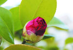 茶花