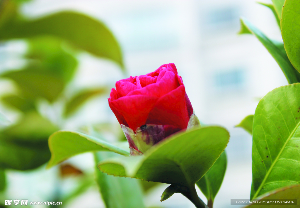 茶花