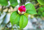 茶花