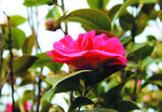 茶花