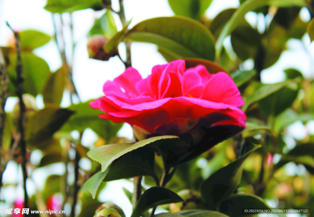 茶花