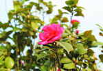 茶花