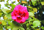 茶花