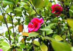 茶花