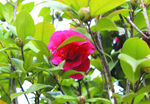 茶花