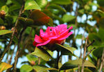 茶花
