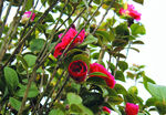 茶花