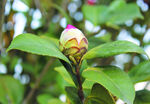 茶花