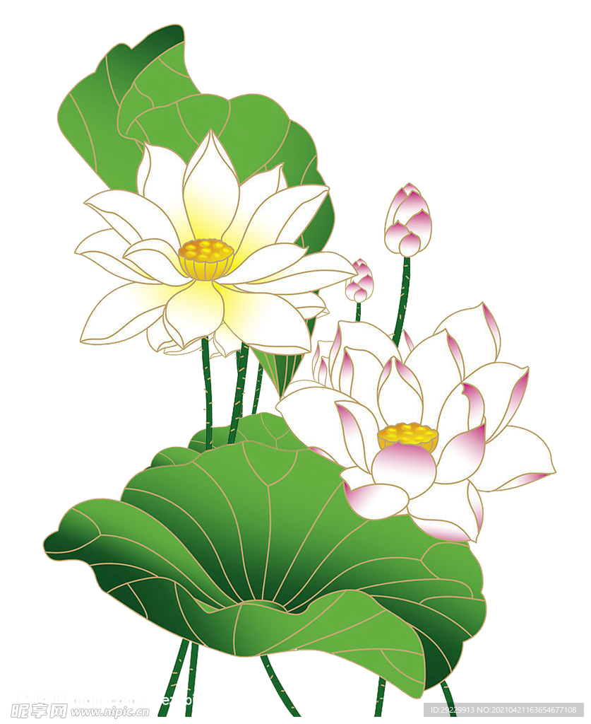 荷花