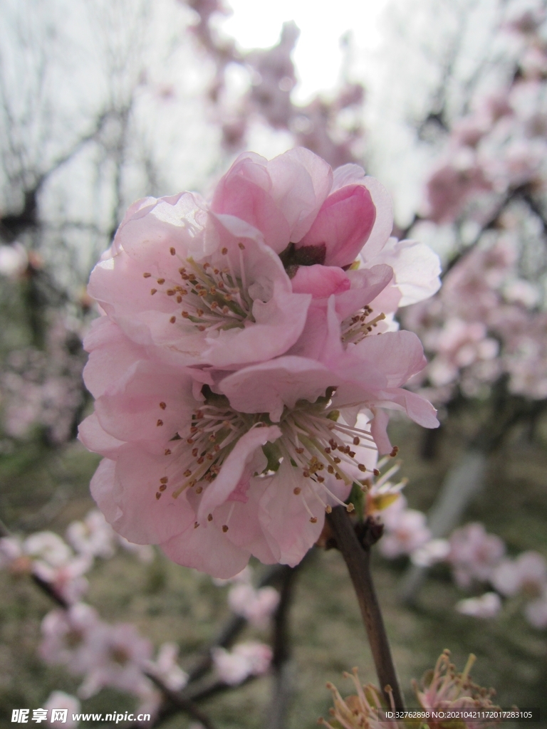 一朵桃花