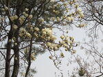 白玉兰花