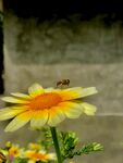 菊花和蜂