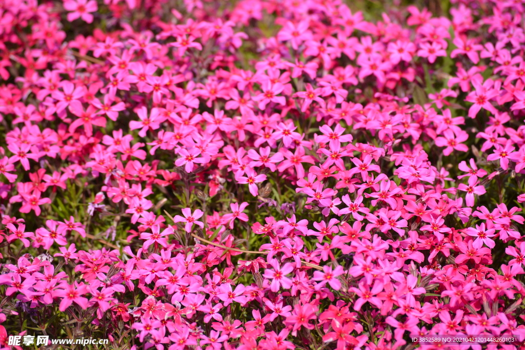 红色小花背景