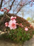 榆叶梅花