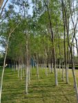 小树林
