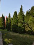 松树树林