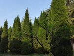 松树