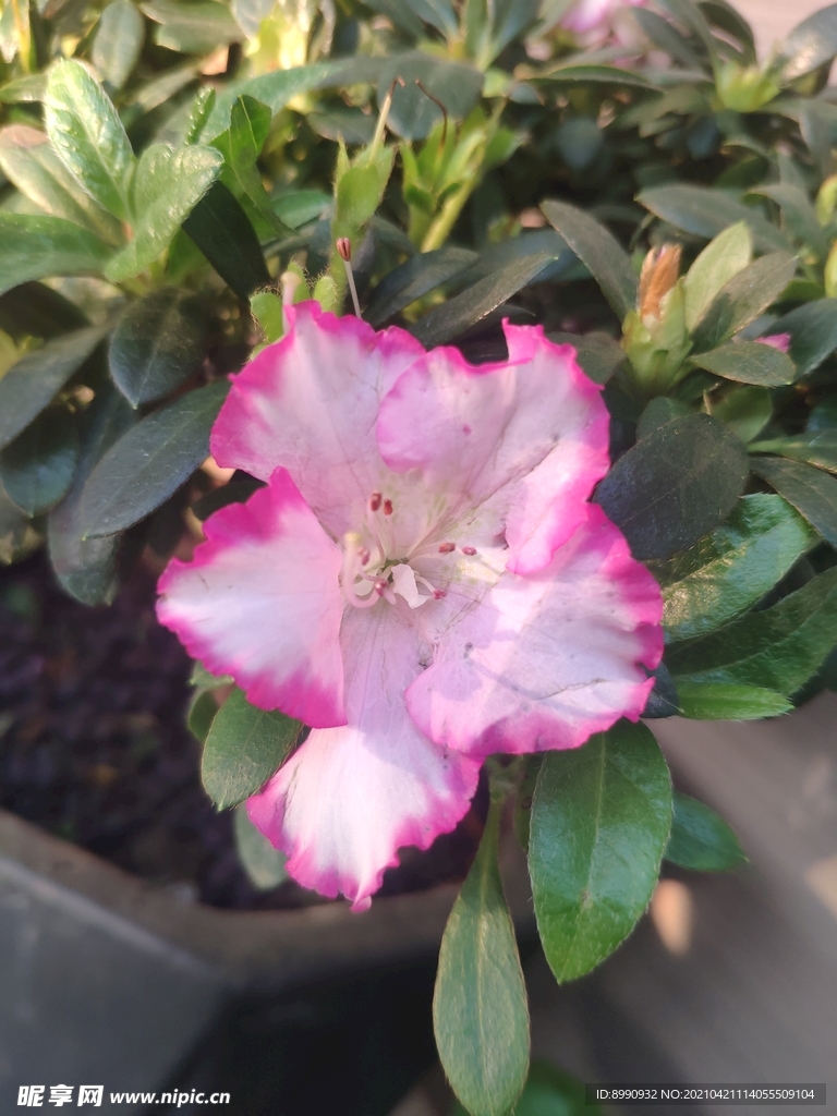 杜鹃花