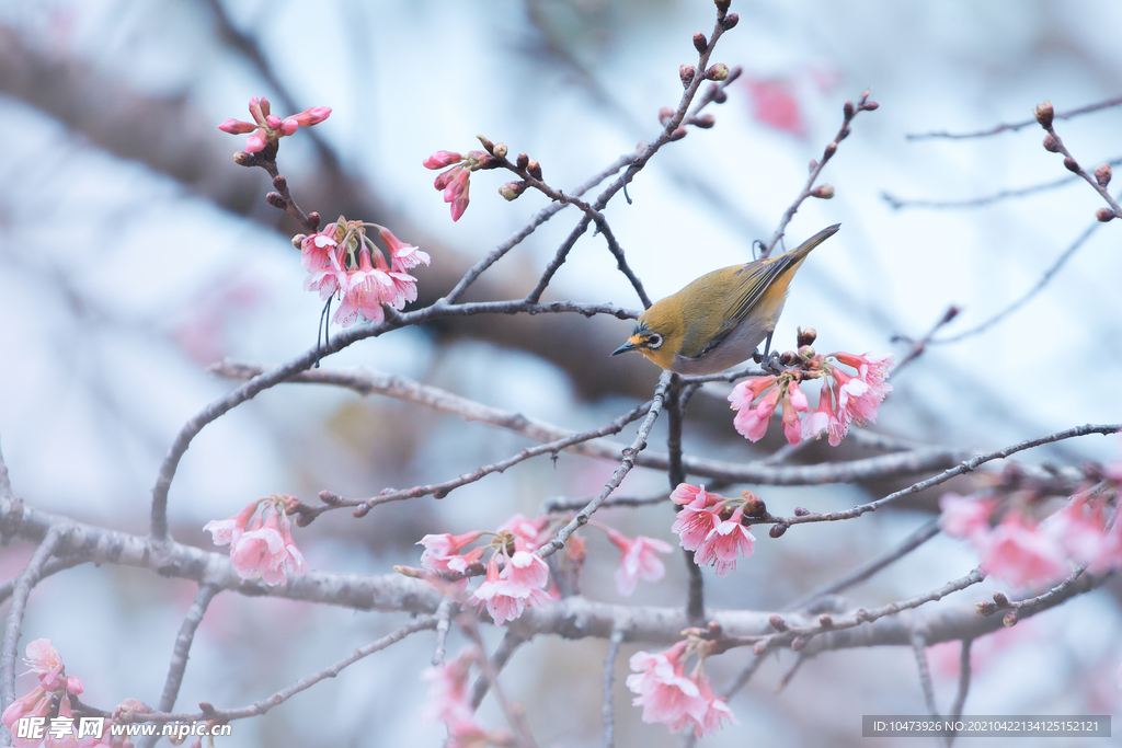 梨花树上的小鸟