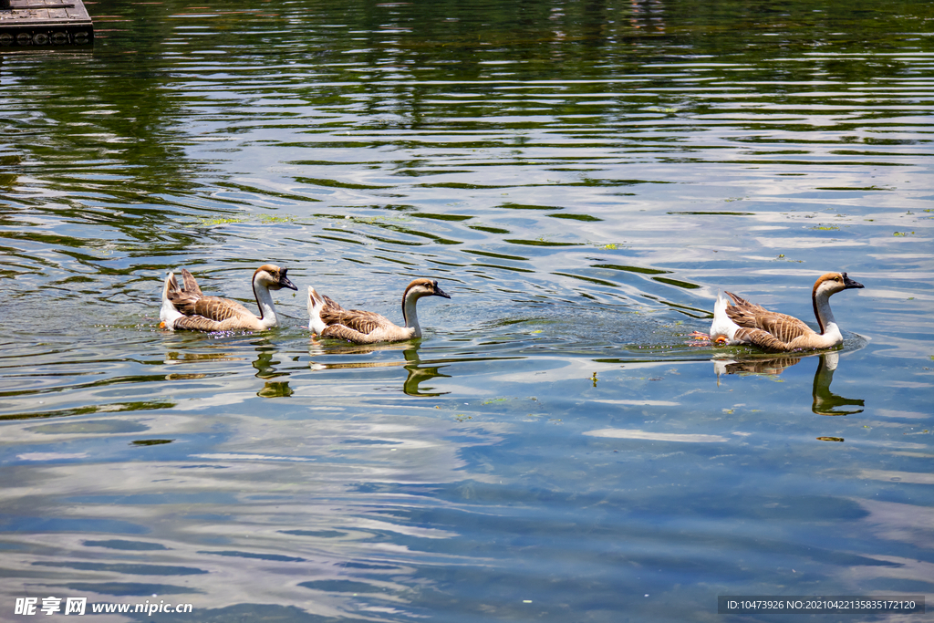 湖水中嬉戏的大雁鹅