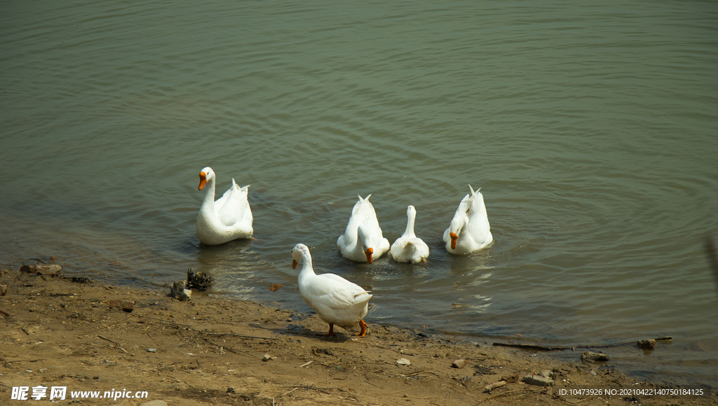 河边上的一群大白鹅