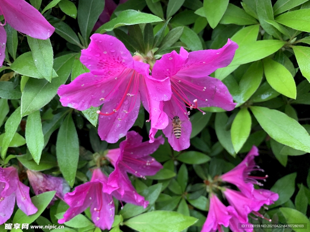 避雨的蜂