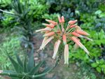 芦荟花枝