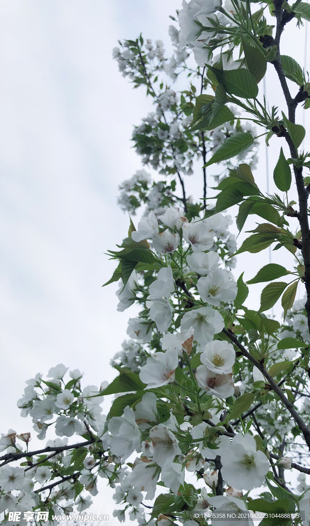 白色樱花背景