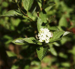 小花