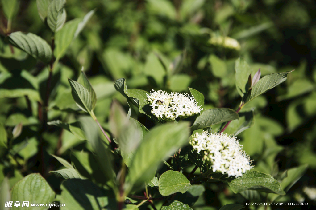 小花蜜蜂