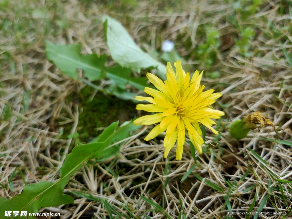 黄花地丁