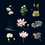 荷花素材
