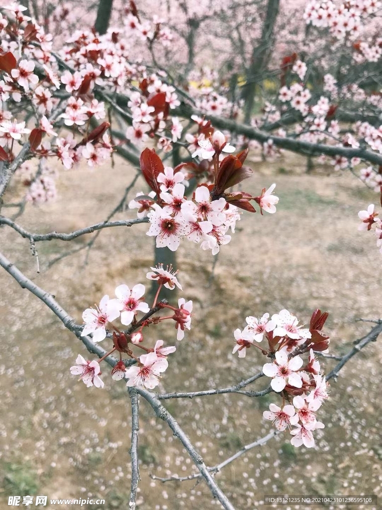 小粉花