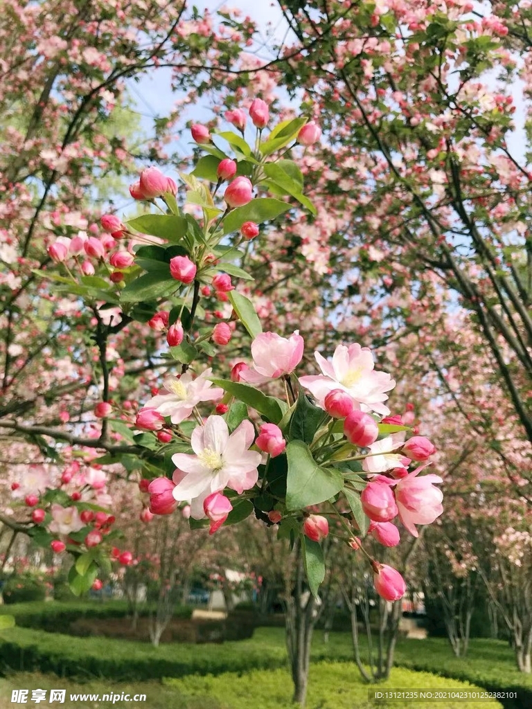 海棠花