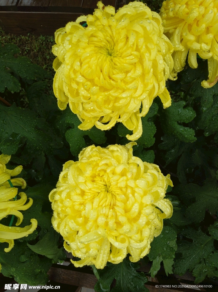 花