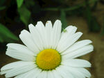 白晶菊花图片