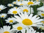 白晶菊花图片