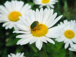 白晶菊花图片蜜蜂图片