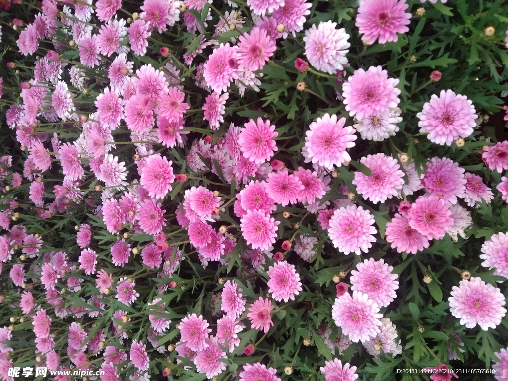 小雏菊