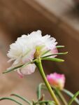 芙蓉太阳花
