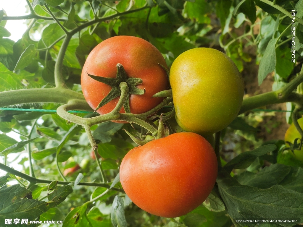 番茄品种_科研成果_科学研究_上海市农业科学院