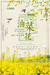 油菜花海报