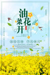 油菜花海报