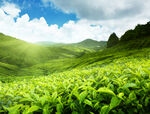 有机绿茶茶园