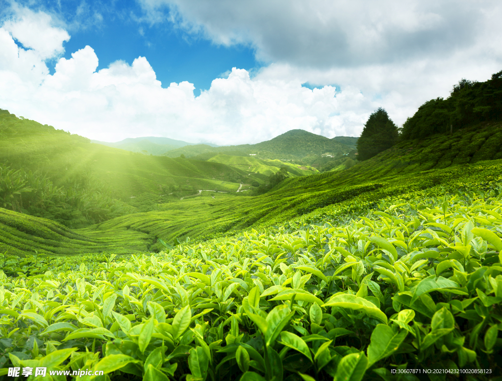 有机绿茶茶园