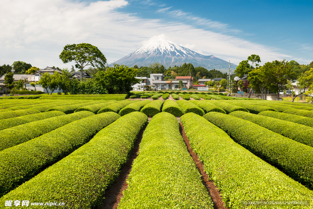 有机绿茶茶园