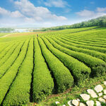 有机绿茶茶园